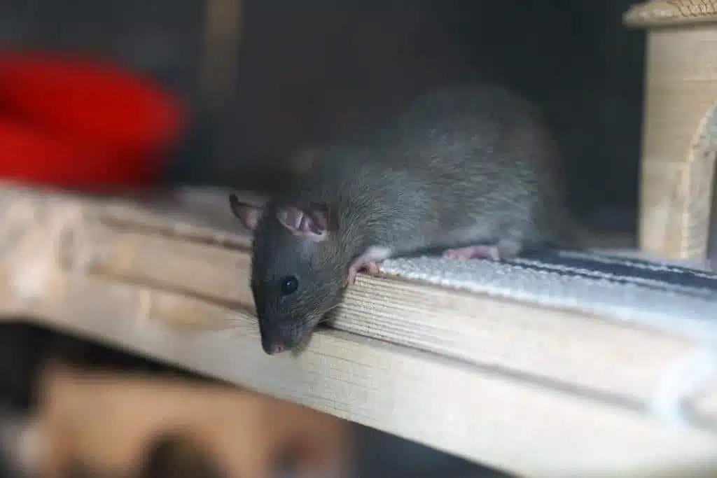 Ratto marrone
