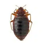 cimici