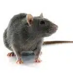 Ratto marrone
