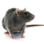 Ratto marrone